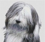 (image for) Bearded Collie 2
